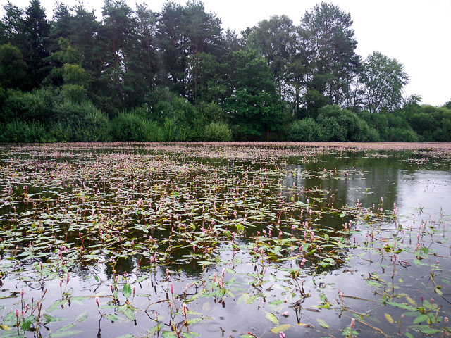 Massenbestand des Wasserknöterichs